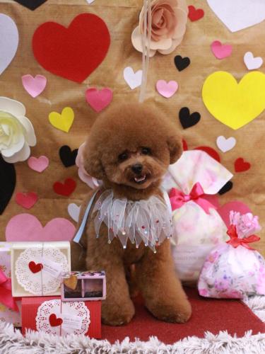 20230203ピノくん